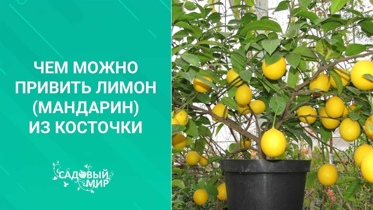 Процесс прививки мандарина в домашних условиях