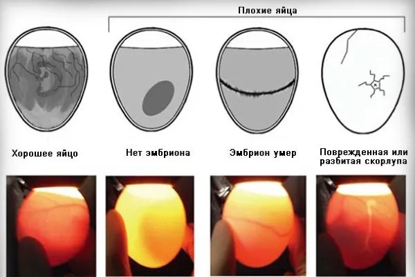 Просветление содержимого яйца