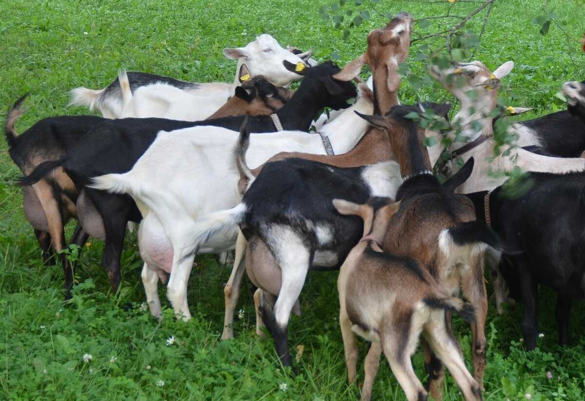 Профилактика заболеваний вымени козы