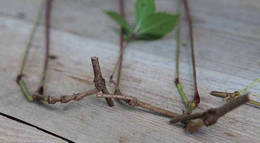 Размножение девичьего винограда с помощью древесных жгутов