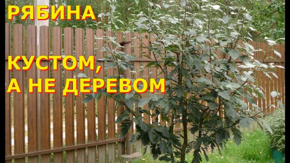 Выбор семян