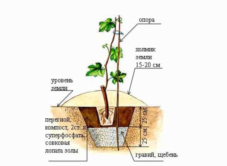 Укрепление и защита от вредителей и болезней