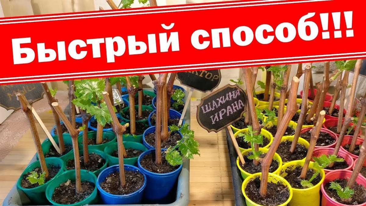 Выбор почвы для черенков