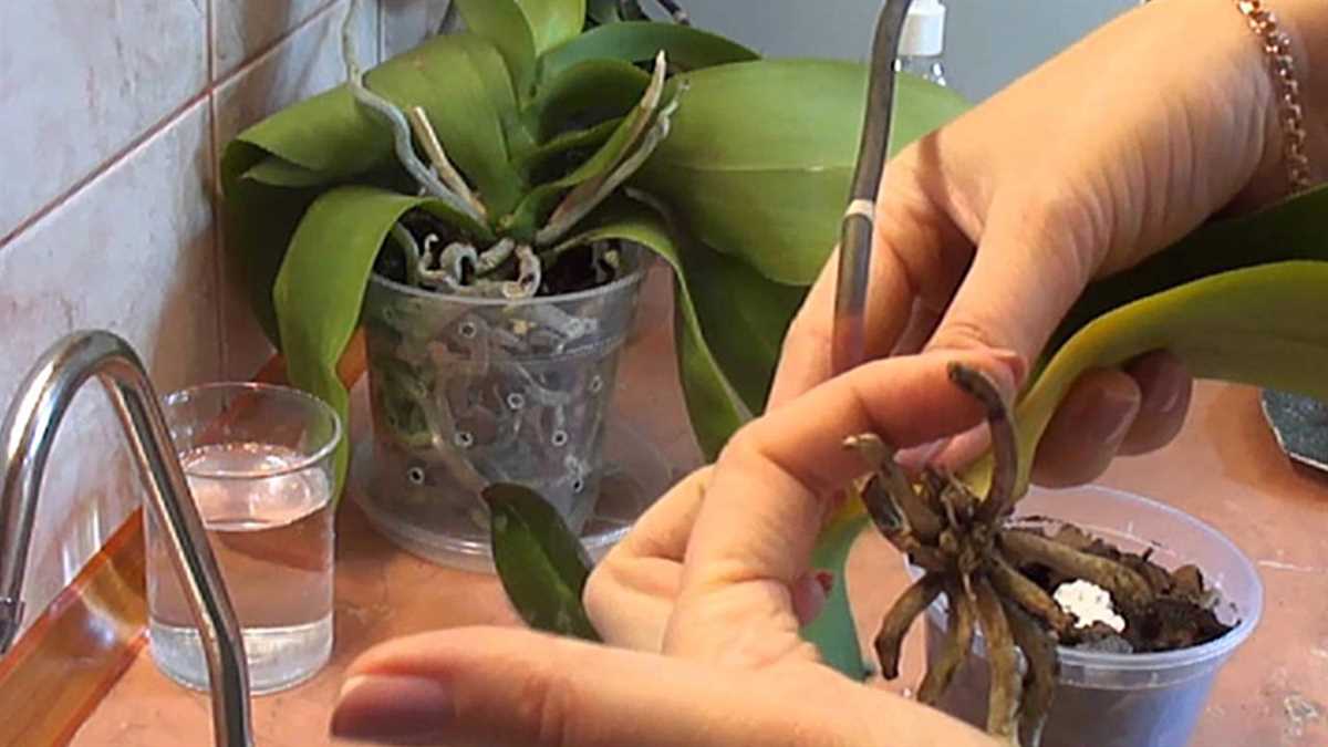 3. Как часто и как правильно поливать реанимированную орхидею?