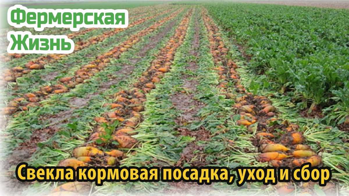 Выбор сорта и планирование высадки кормовой свеклы