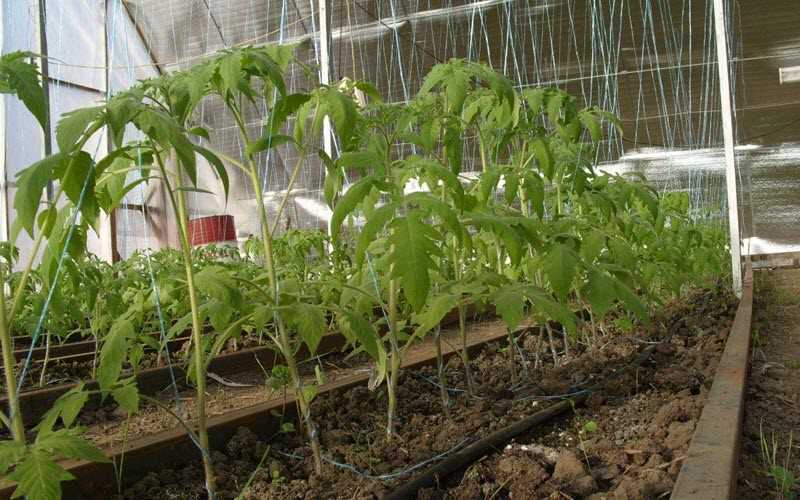 Как подготовить почву для выращивания помидоров в теплице