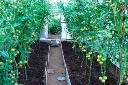 Подготовка почвы для посадки помидоров