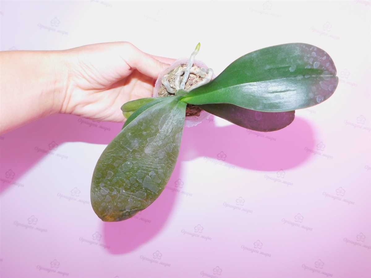 Как определить замерзшую орхидею?