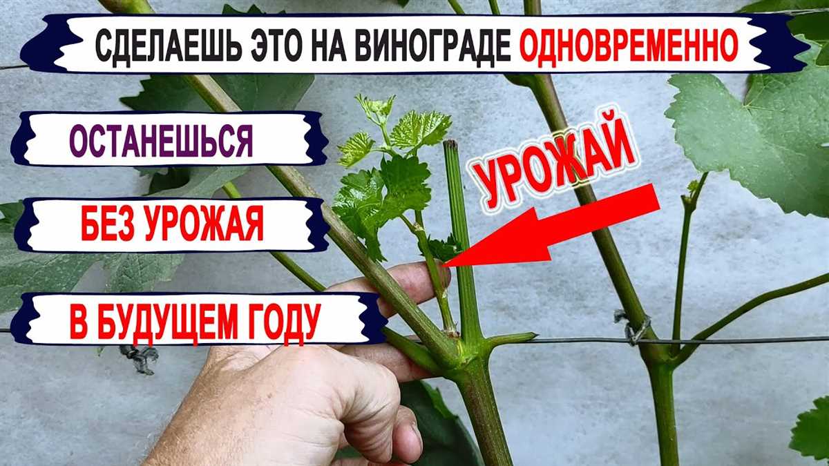 Причины задержки цветения винограда: