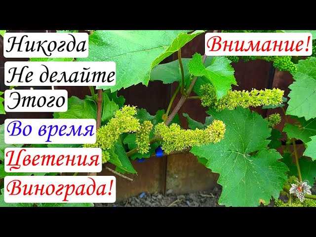 Как влияет отсутствие или задержка цветения на урожай винограда?