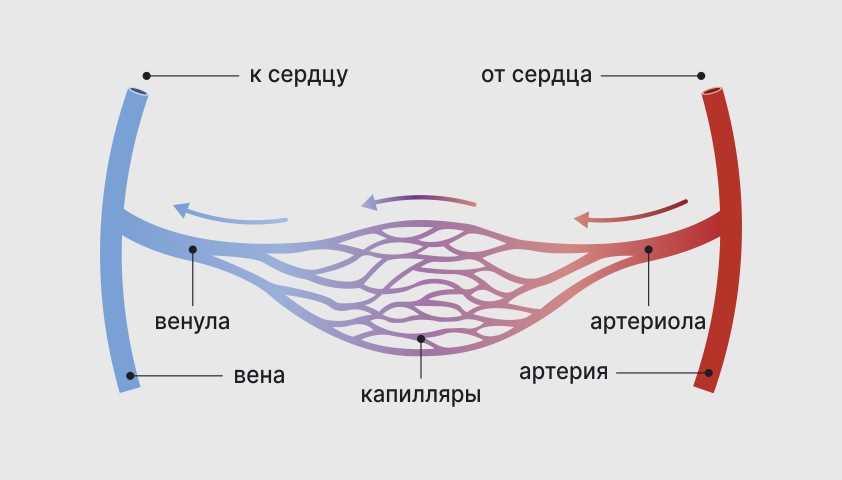 Принцип работы капиллярных виномеров