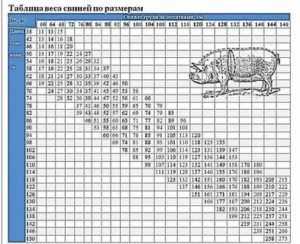 Особенности взвешивания разных пород свиней