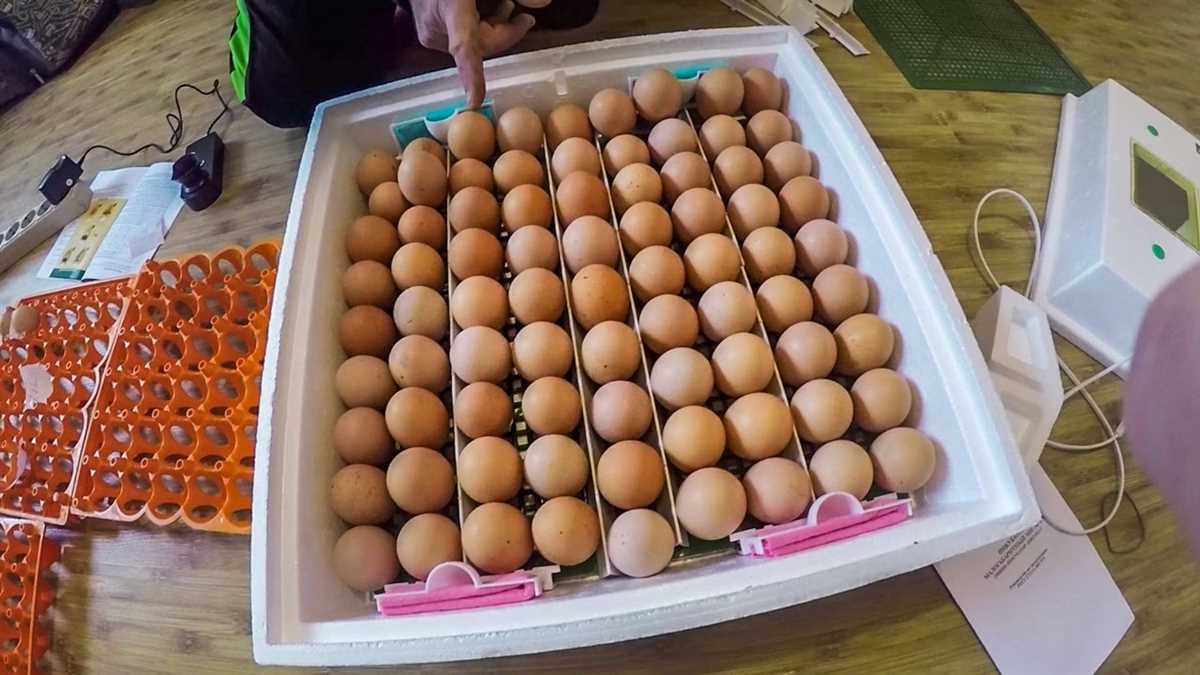 Как заложить яйца в инкубатор