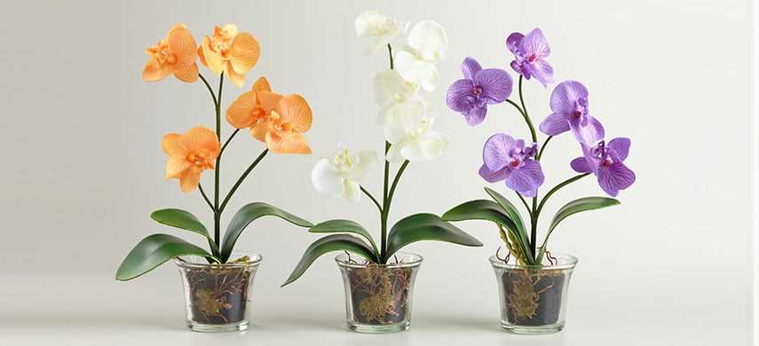 Средние орхидеи