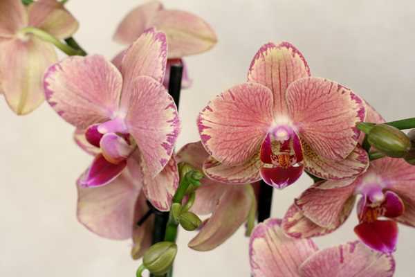 Большие орхидеи