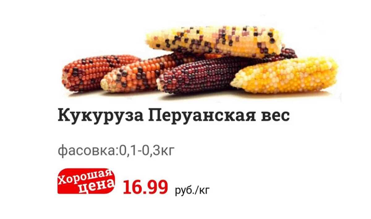 Выращивание черной кукурузы