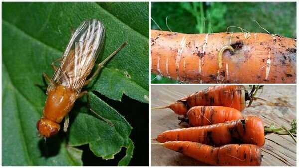 Характеристики морковной мухи: