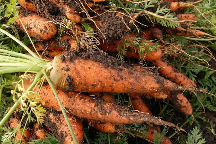 Предотвращение расселения морковной мухи