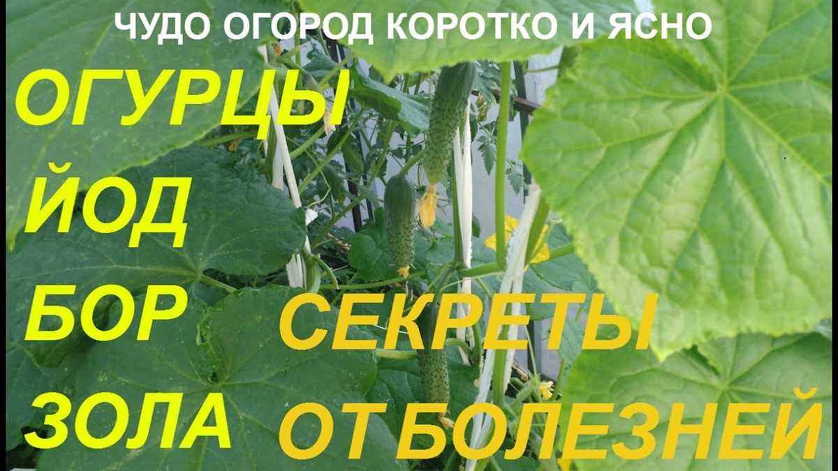 Как предотвратить появление мучнистой росы на огурцах?