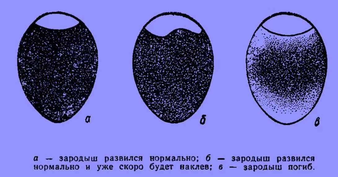 Микроскопический объектив