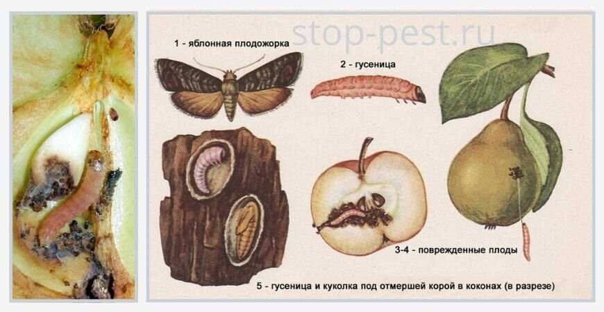 Как бороться с яблонной плодожоркой?