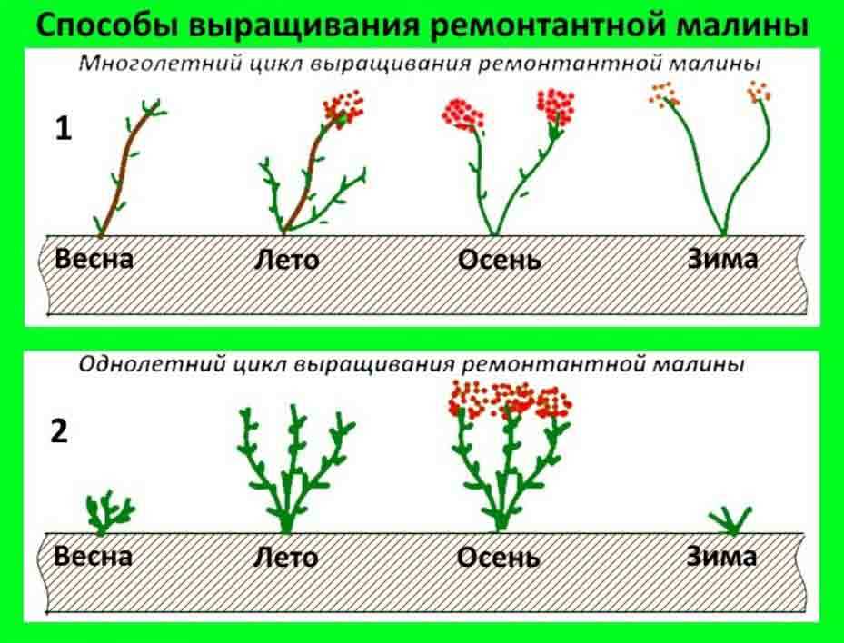 Обработка кустов малины