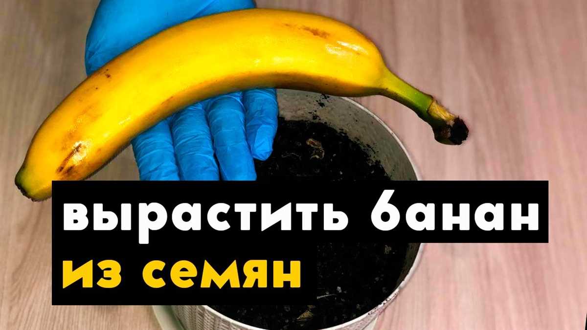 Процесс сбора и хранения домашних бананов