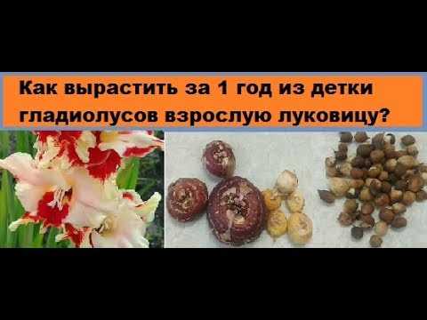 Когда и как удобрять