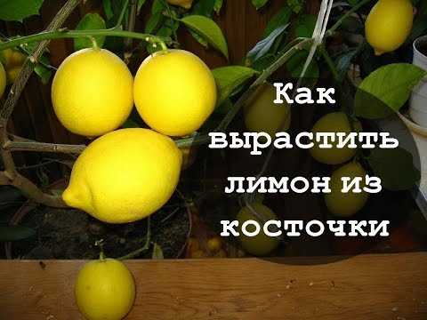 Выбор почвы для выращивания лимона