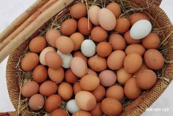 2. Внешний вид и состояние яиц: