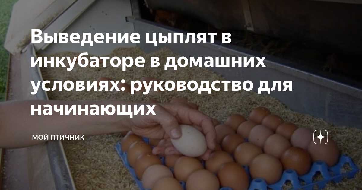 Выбор и приготовление инкубационного яйца