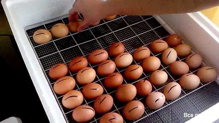 Дата пометки яиц и выбор инкубационных пакетов