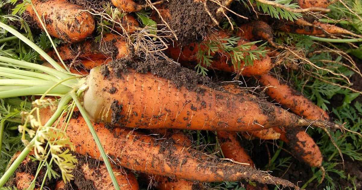 Долгосрочное хранение моркови