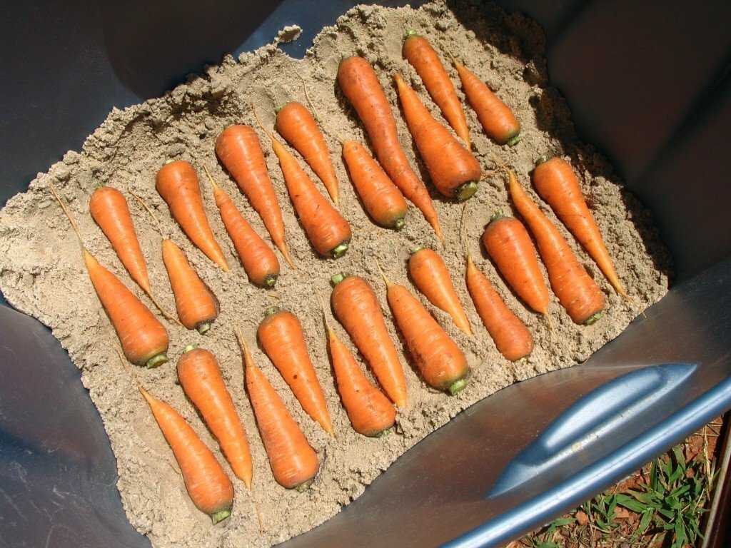 Регулярно проверяйте состояние моркови