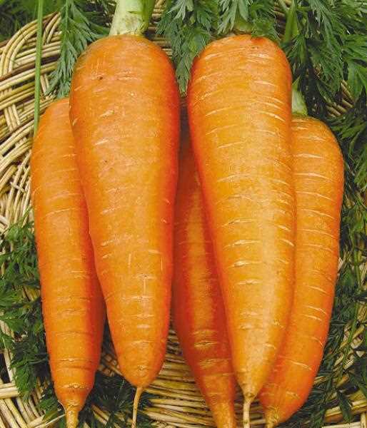 Сколько времени требуется для замачивания семян моркови?