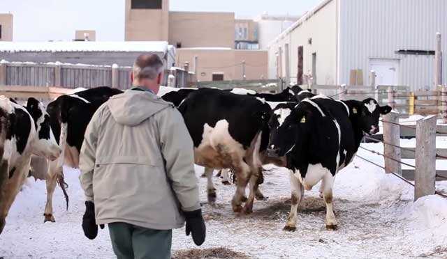 Здоровье и уход: ключ к долгой жизни коров