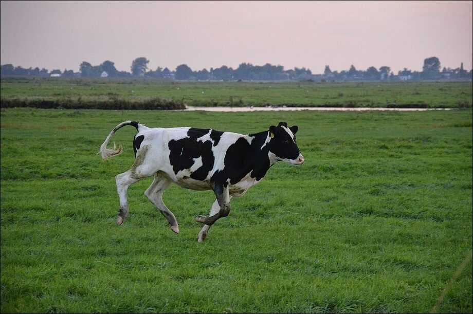 Коровы: сколько живут и от чего это зависит?