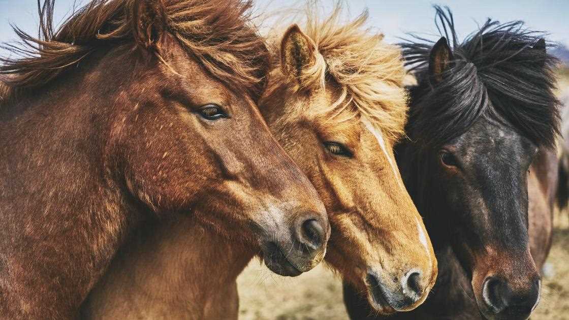 Особенности пород лошадей