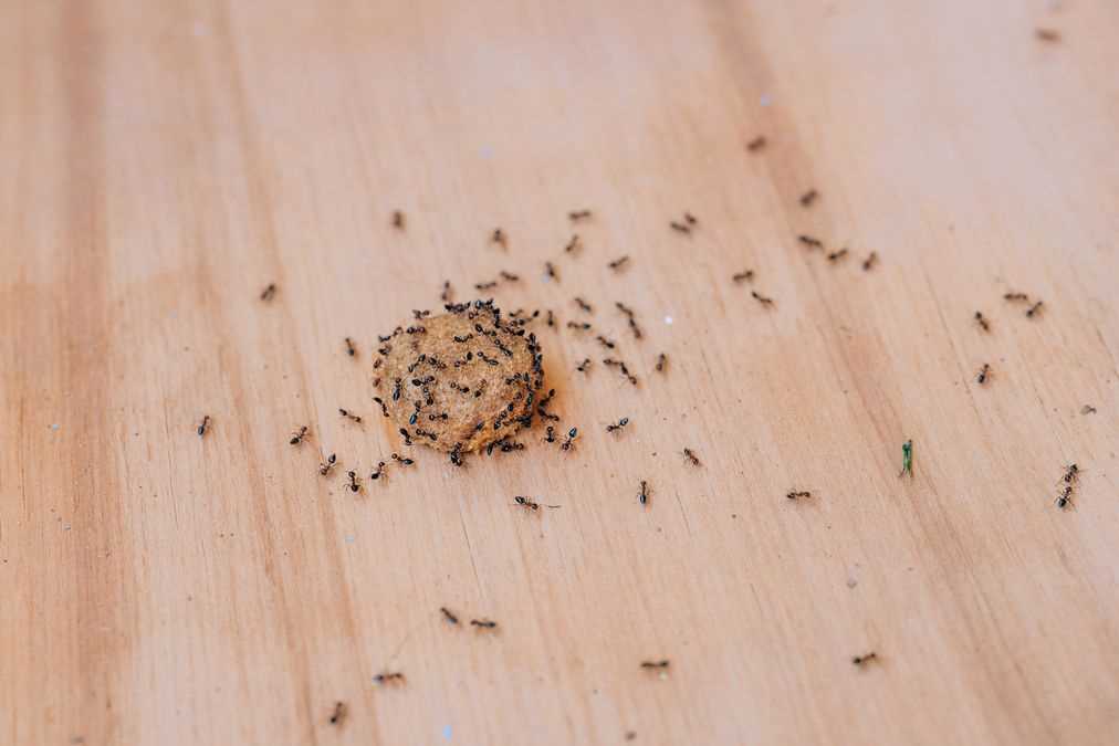 Черные жуки в доме: проблема и решения