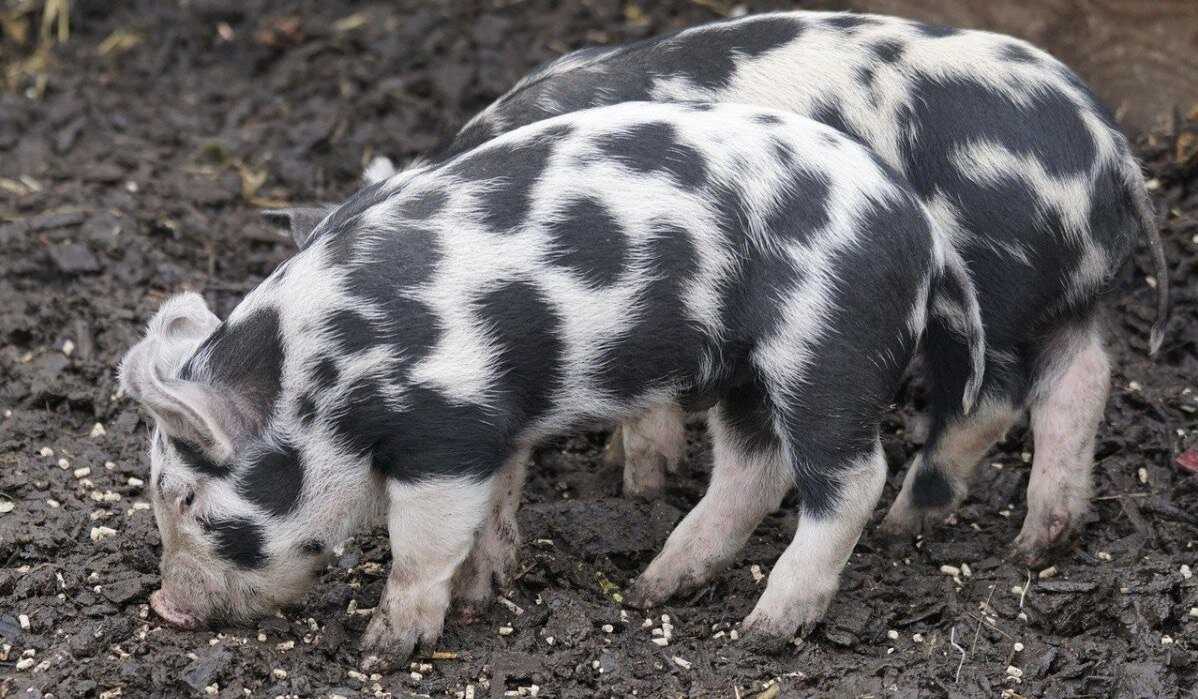 Лучшие породы свиней для разведения в Московской области: