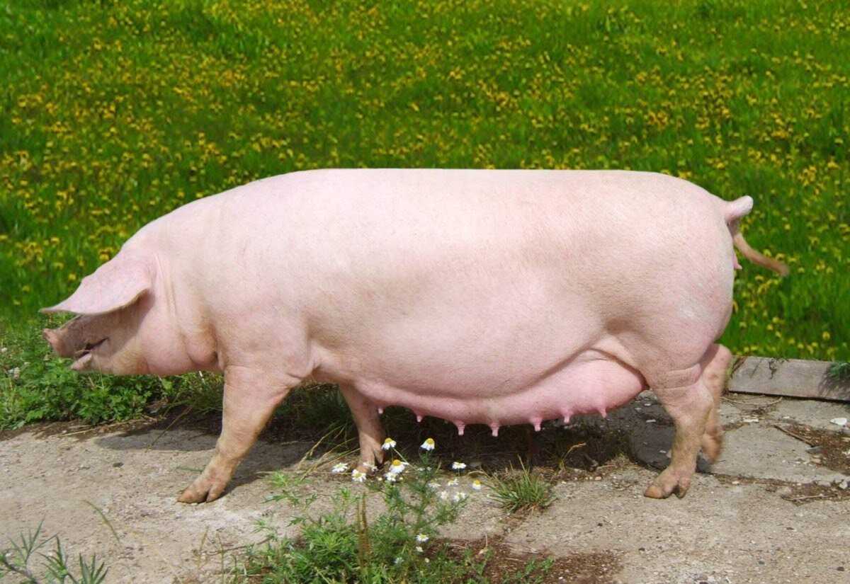 Гёталандская порода свиней