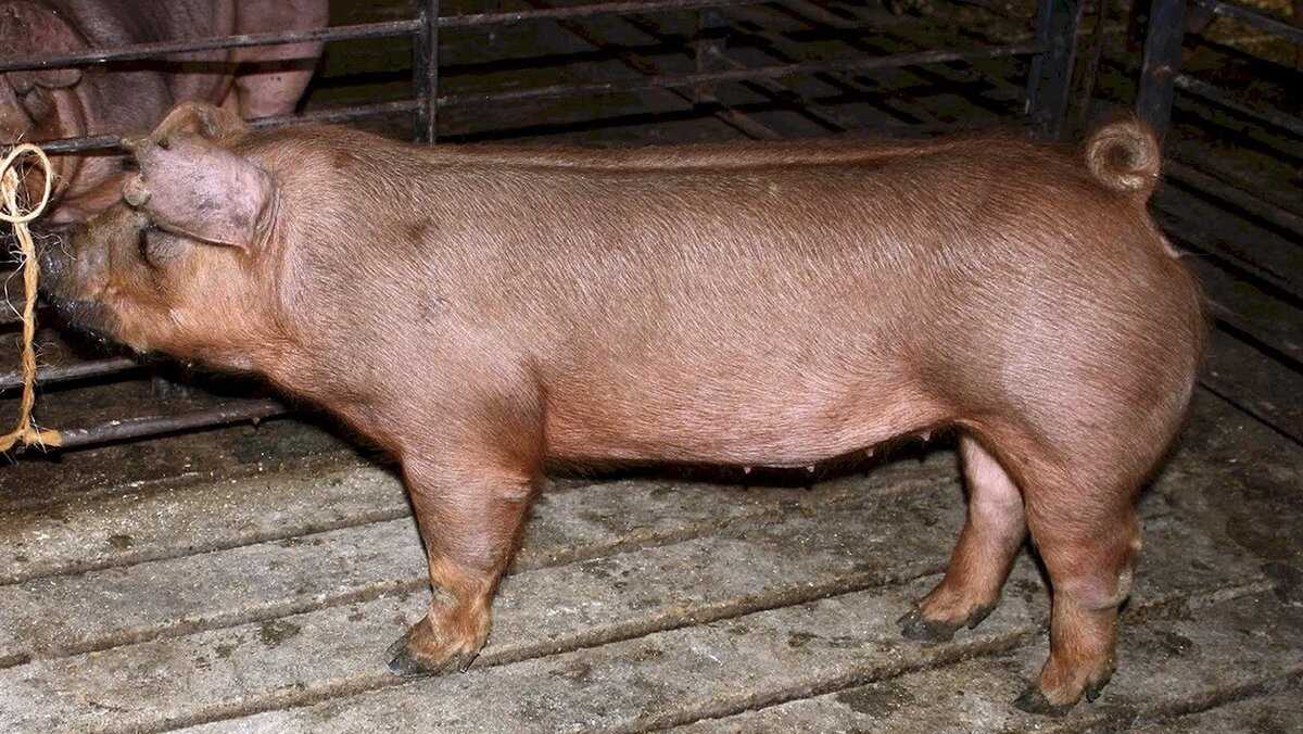 Монголо-мискусная порода свиней
