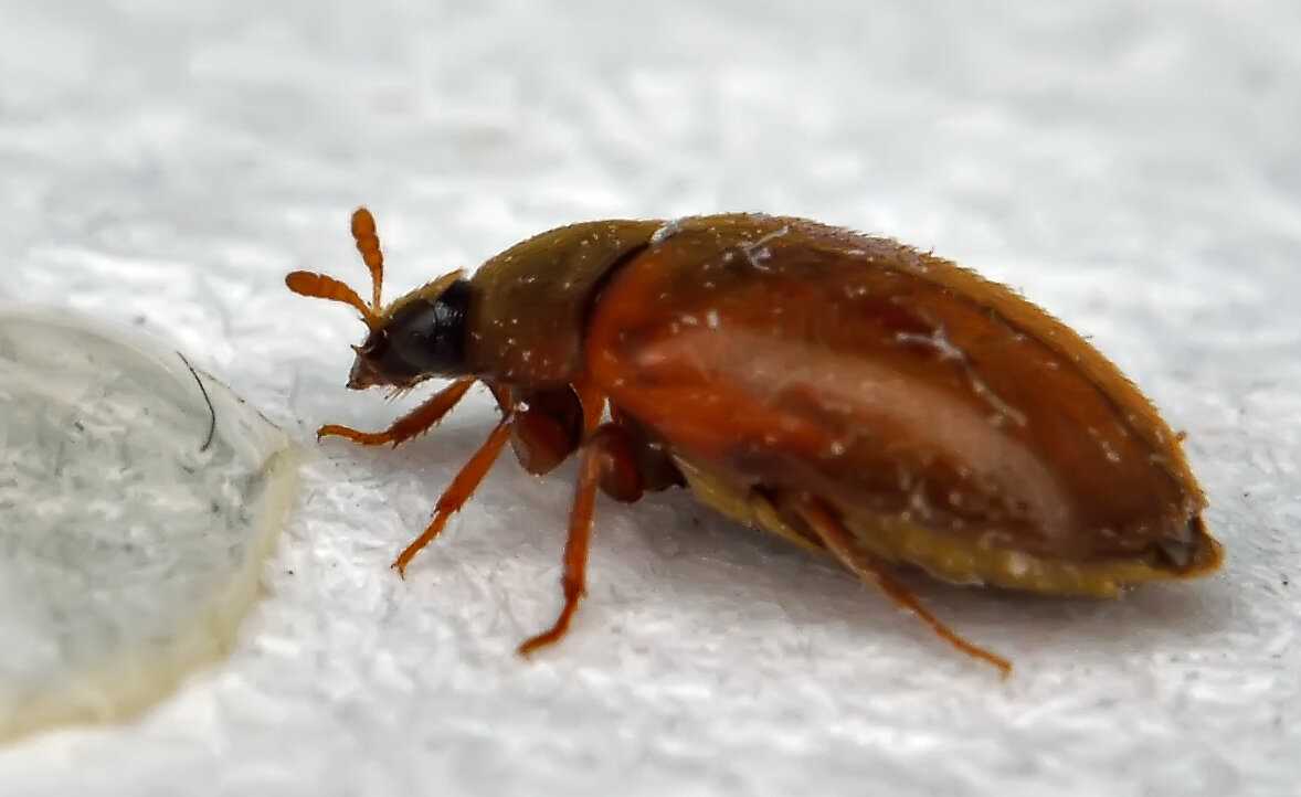 Вредоносные жуки в домашних условиях