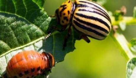 Садовые и огородные вредители-жуки