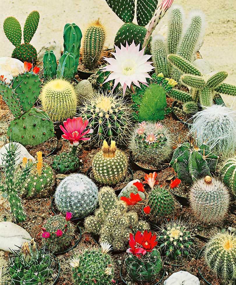 Разнообразие кактусов