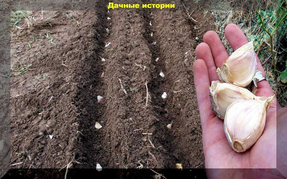 Как выбрать и подготовить почву для посадки чеснока осенью