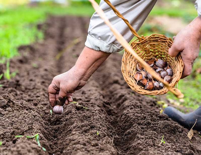 Типичные ошибки при выборе почвы для посадки чеснока и как их избежать