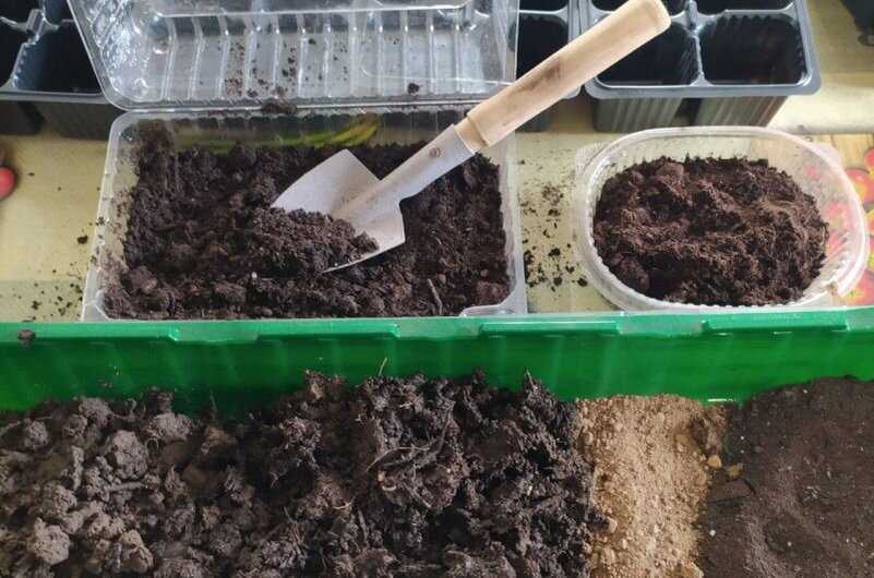 Какой должна быть кислотность почвы для перца?