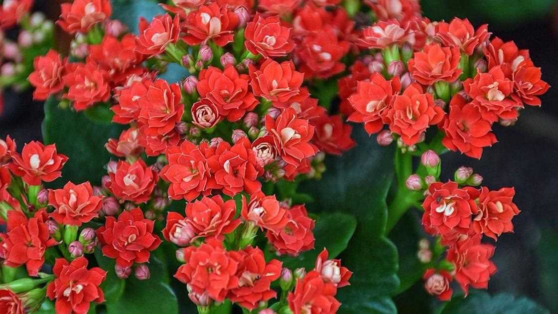 2. Каланхоэ Федшенса (Kalanchoe fedtschenkoi)