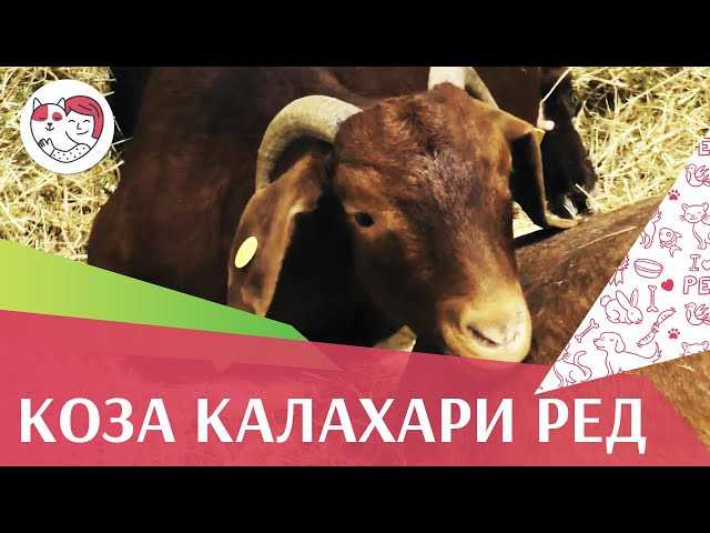 Использование коз Калахарской красной породы